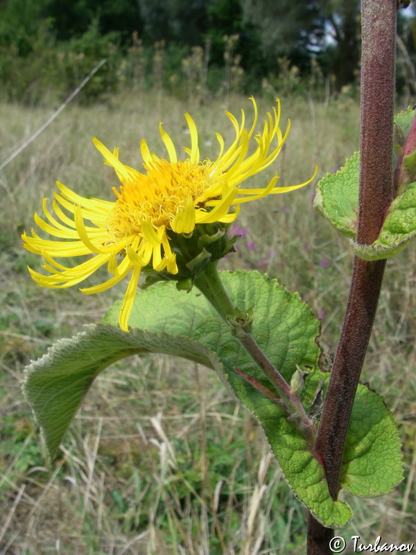 Изображение особи Inula helenium.