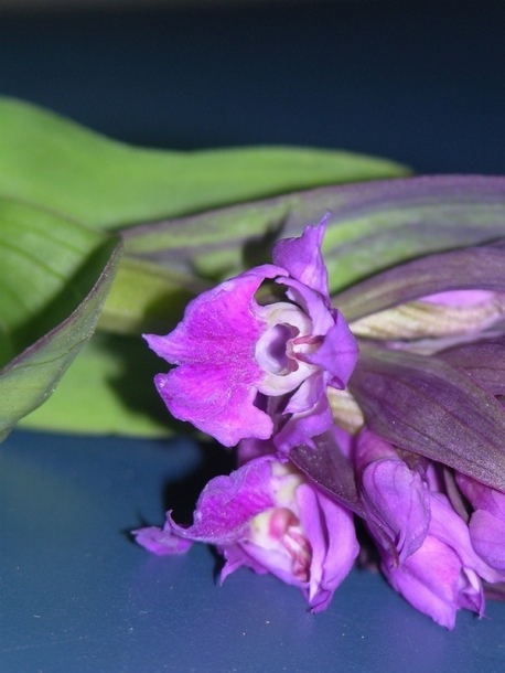 Image of Dactylorhiza aristata specimen.