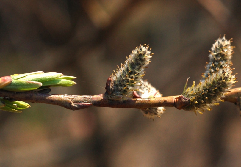 Image of Salix schwerinii specimen.