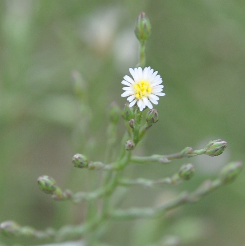 Изображение особи Symphyotrichum subulatum.