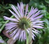 Erigeron speciosus