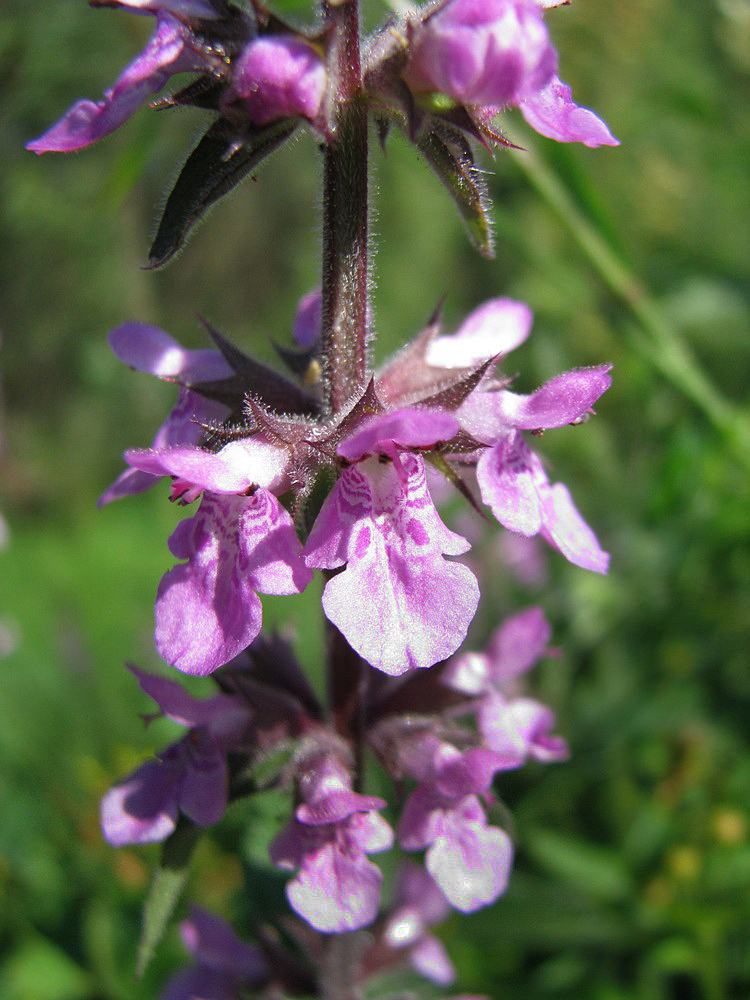 Изображение особи Stachys palustris.