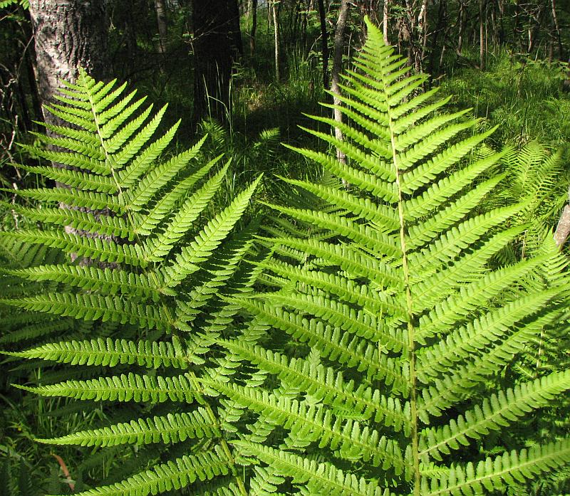 Image of Dryopteris filix-mas specimen.