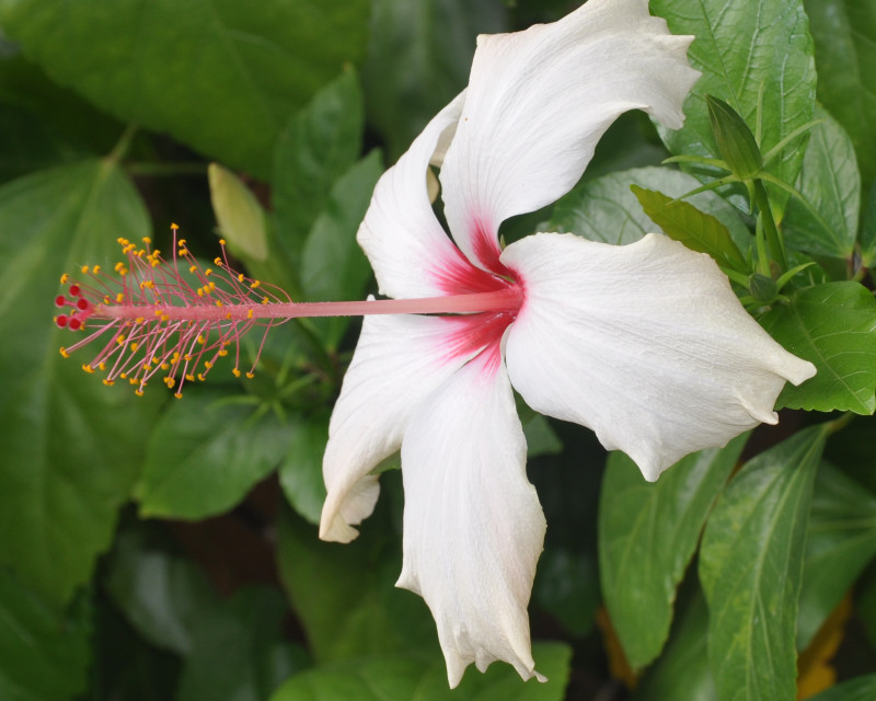 Изображение особи Hibiscus rosa-sinensis.