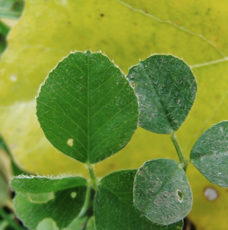 Image of Medicago lupulina specimen.