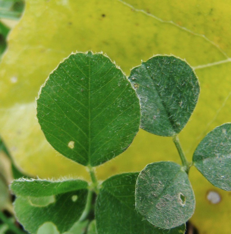 Изображение особи Medicago lupulina.