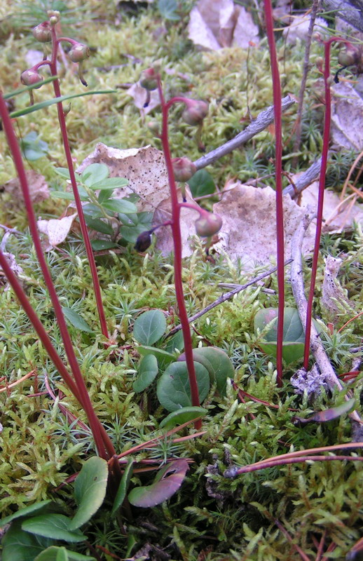 Изображение особи Pyrola chlorantha.