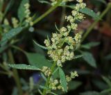 Chenopodium album. Верхушка побега с соцветиями в утренней росе. Московская обл., Раменский р-н, окр. ж.-д. платформы Хрипань, залежь. 13.09.2015.