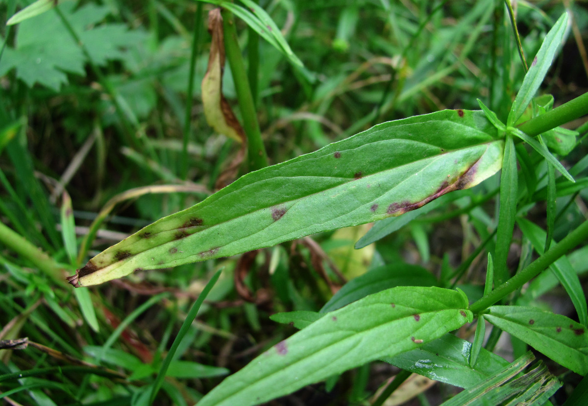 Image of Epilobium palustre specimen.