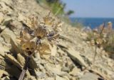 Muscari neglectum. Соплодие со вскрывшимися плодами. Краснодарский край, м/о г. Новороссийск, окр. пос. Абрау, гора Круглая, щебнистая осыпь. 29.06.2014.