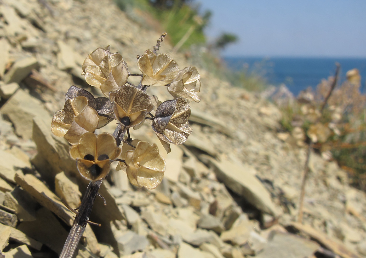 Image of Muscari neglectum specimen.