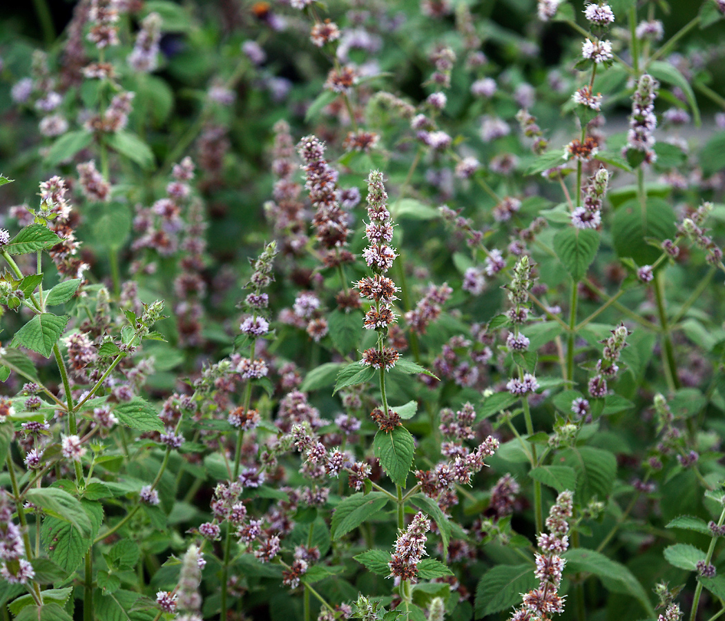 Image of Mentha &times; dalmatica specimen.