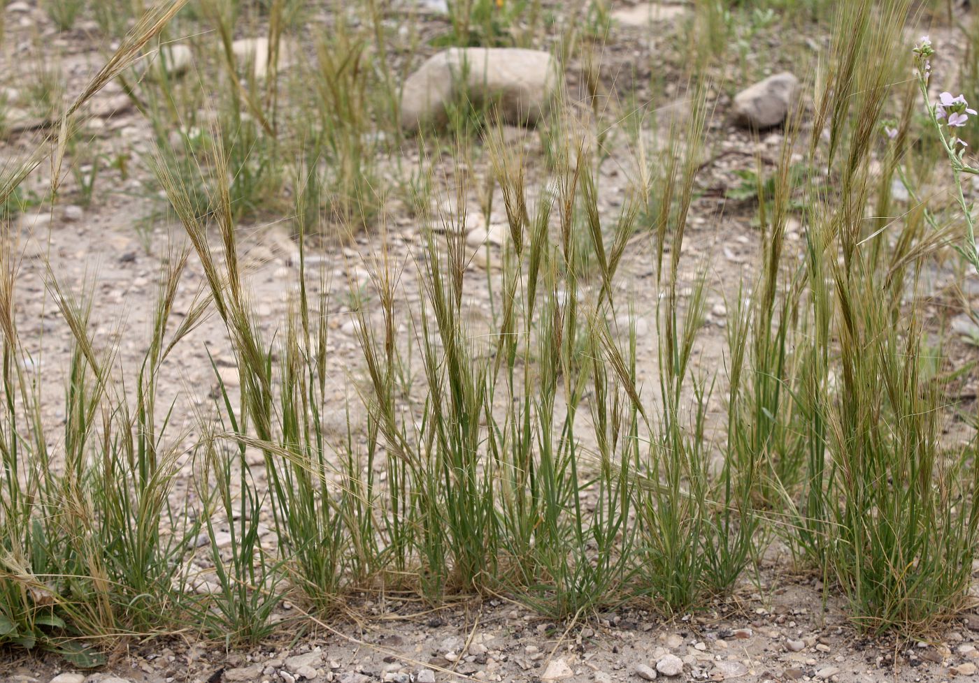 Изображение особи Stipellula capensis.