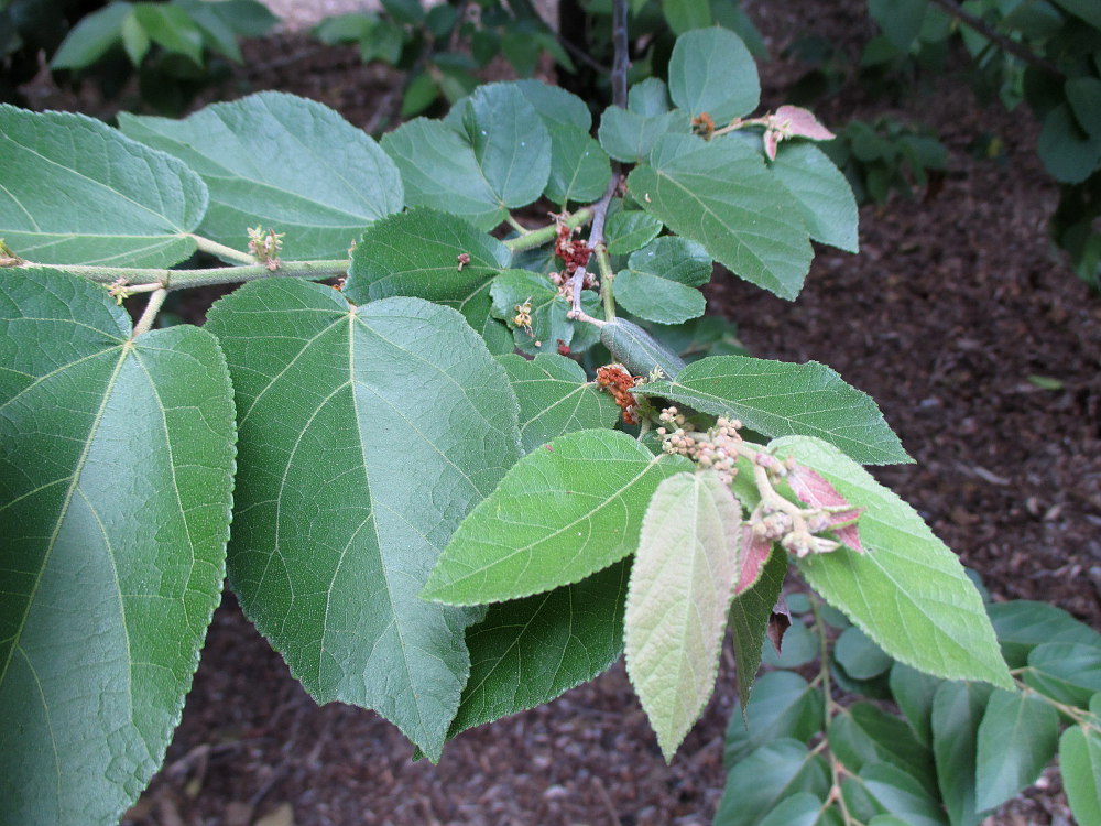 Изображение особи Guazuma ulmifolia.