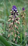 genus Bellevalia
