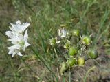 Allium ramosum