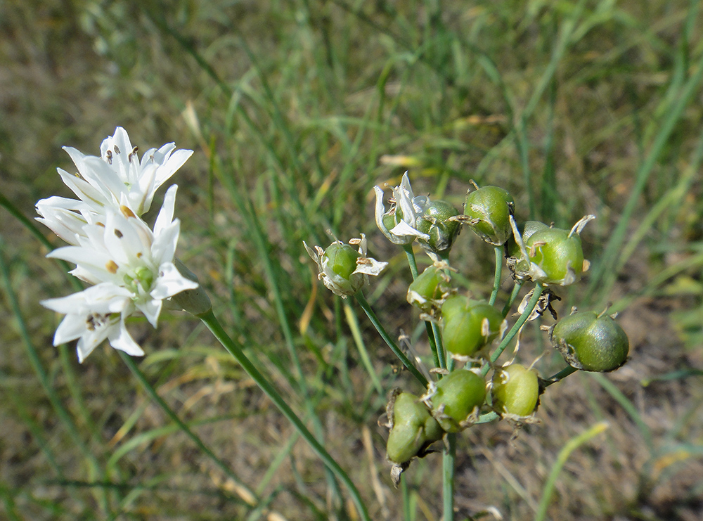 Image of Allium ramosum specimen.