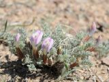 Astragalus pallasii