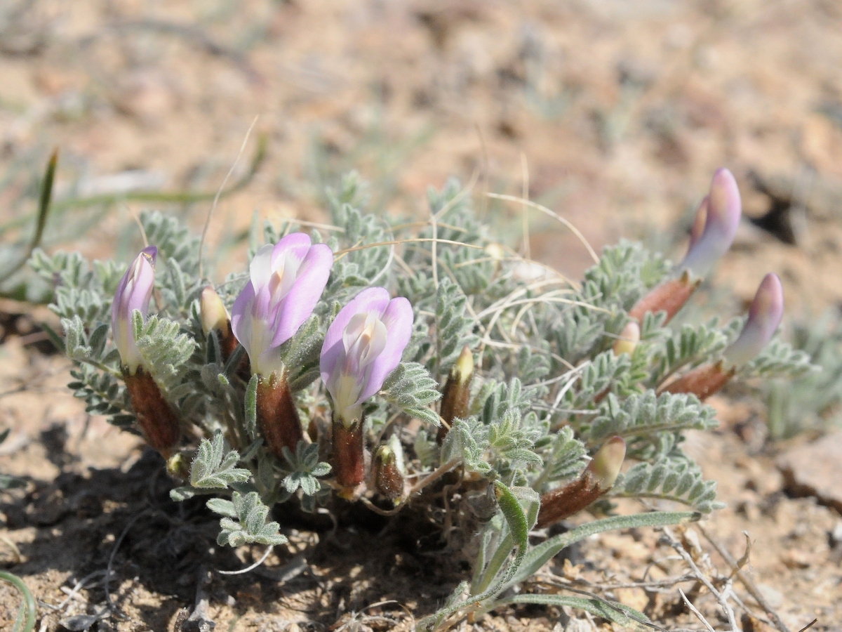 Изображение особи Astragalus pallasii.