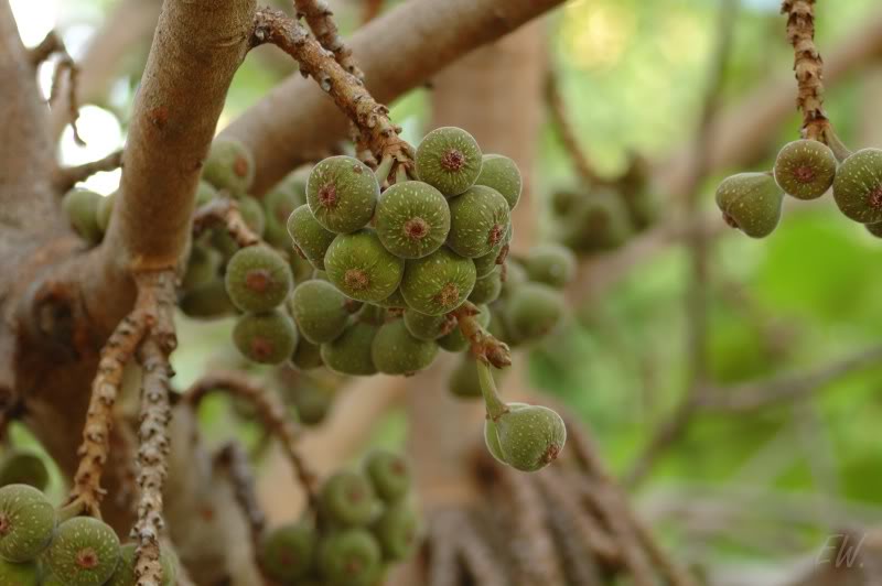 Изображение особи Ficus auriculata.