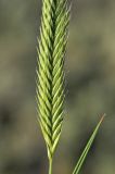 Agropyron desertorum