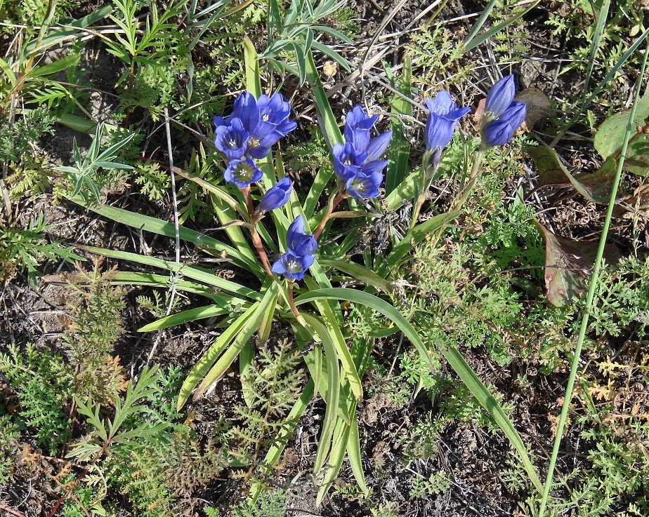 Изображение особи Gentiana decumbens.