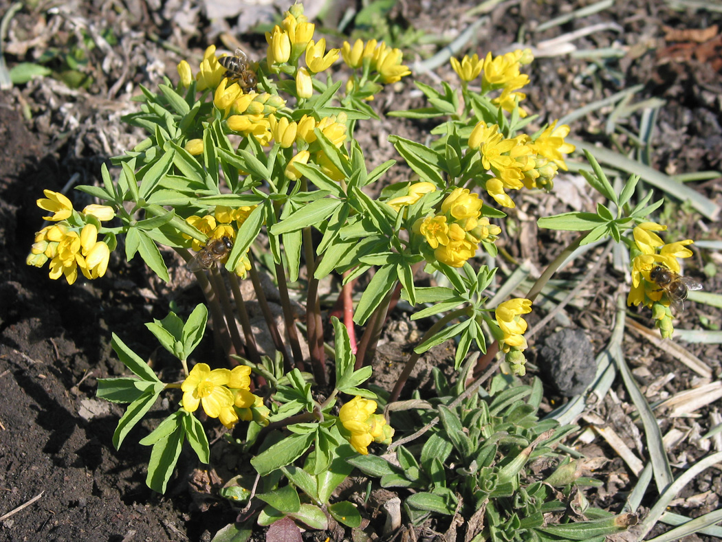 Изображение особи Gymnospermium altaicum.