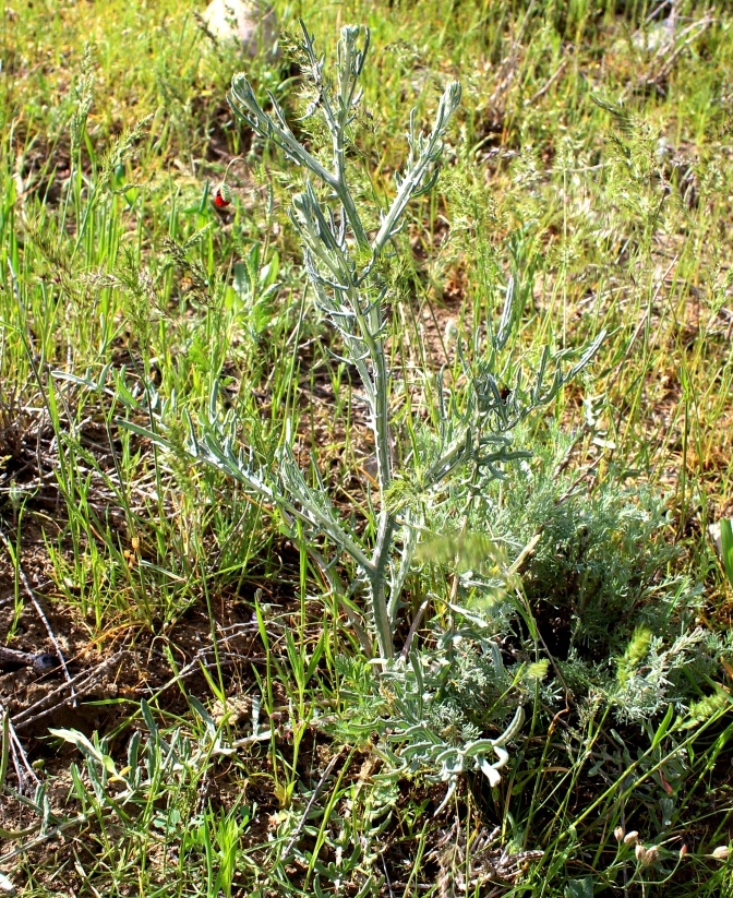 Image of Cousinia turkmenorum specimen.