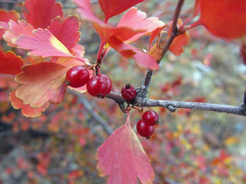 Изображение особи Ribes diacantha.