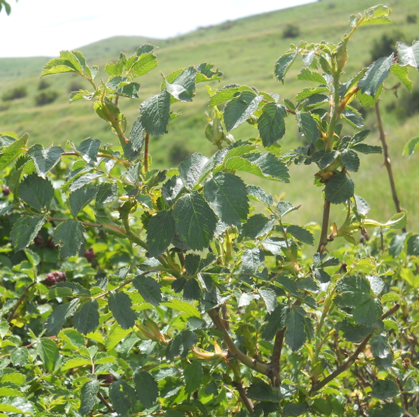 Image of genus Rosa specimen.