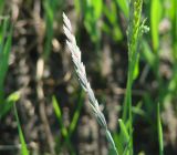 Elytrigia repens