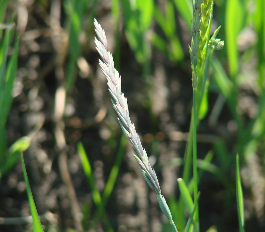 Image of Elytrigia repens specimen.