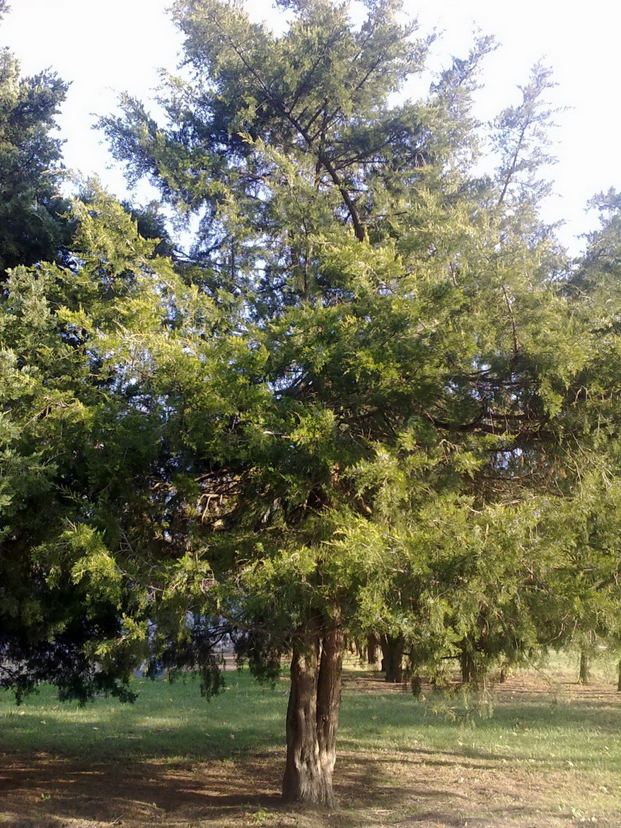 Изображение особи Juniperus virginiana.