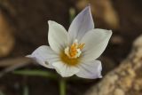 Crocus laevigatus