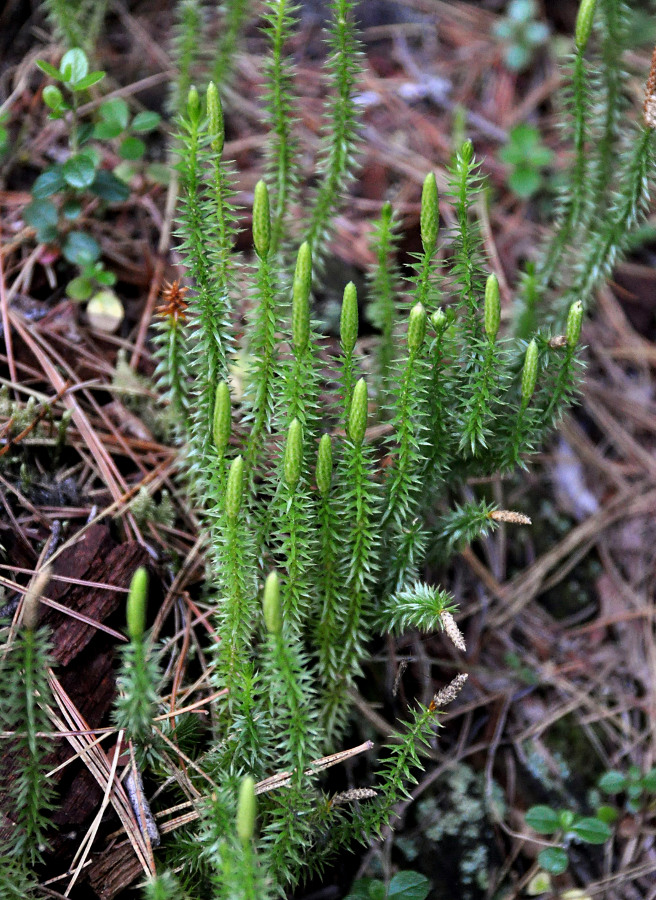 Изображение особи Lycopodium annotinum.