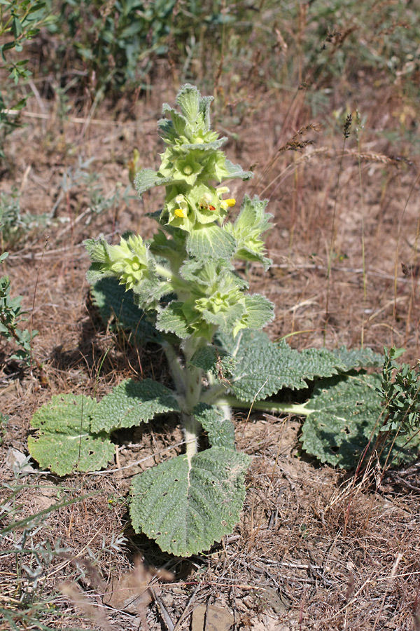 Image of Eremostachys isochila specimen.