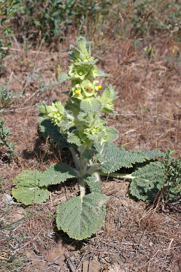 Изображение особи Eremostachys isochila.