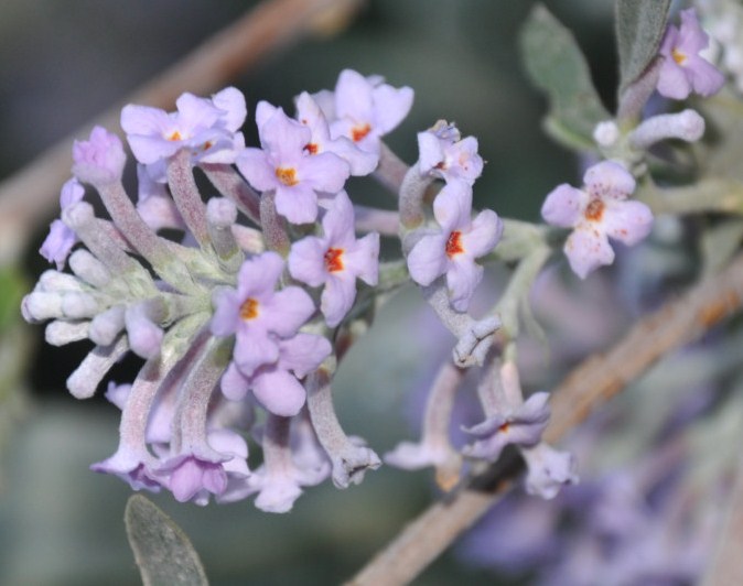 Image of Buddleja japonica specimen.
