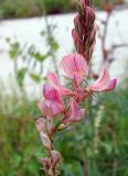 Onobrychis sibirica. Соцветие. Якутия (Саха), Ленский р-н, г. Ленск. 16.08.2012.