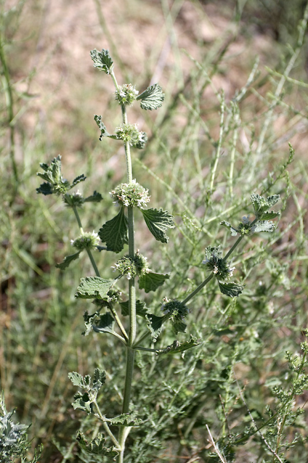 Image of Marrubium anisodon specimen.