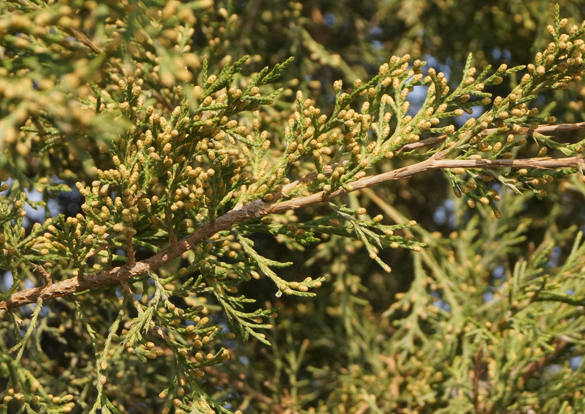 Image of Juniperus virginiana specimen.