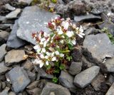 Saxifraga hyperborea. Отцветающее растение. Красноярский край, Таймырский Долгано-Ненецкий р-н, п-ов Таймыр, бухта М. Прончищевой, горы Бырранга, подножие горы Заячья, курумник. 17.08.2014.