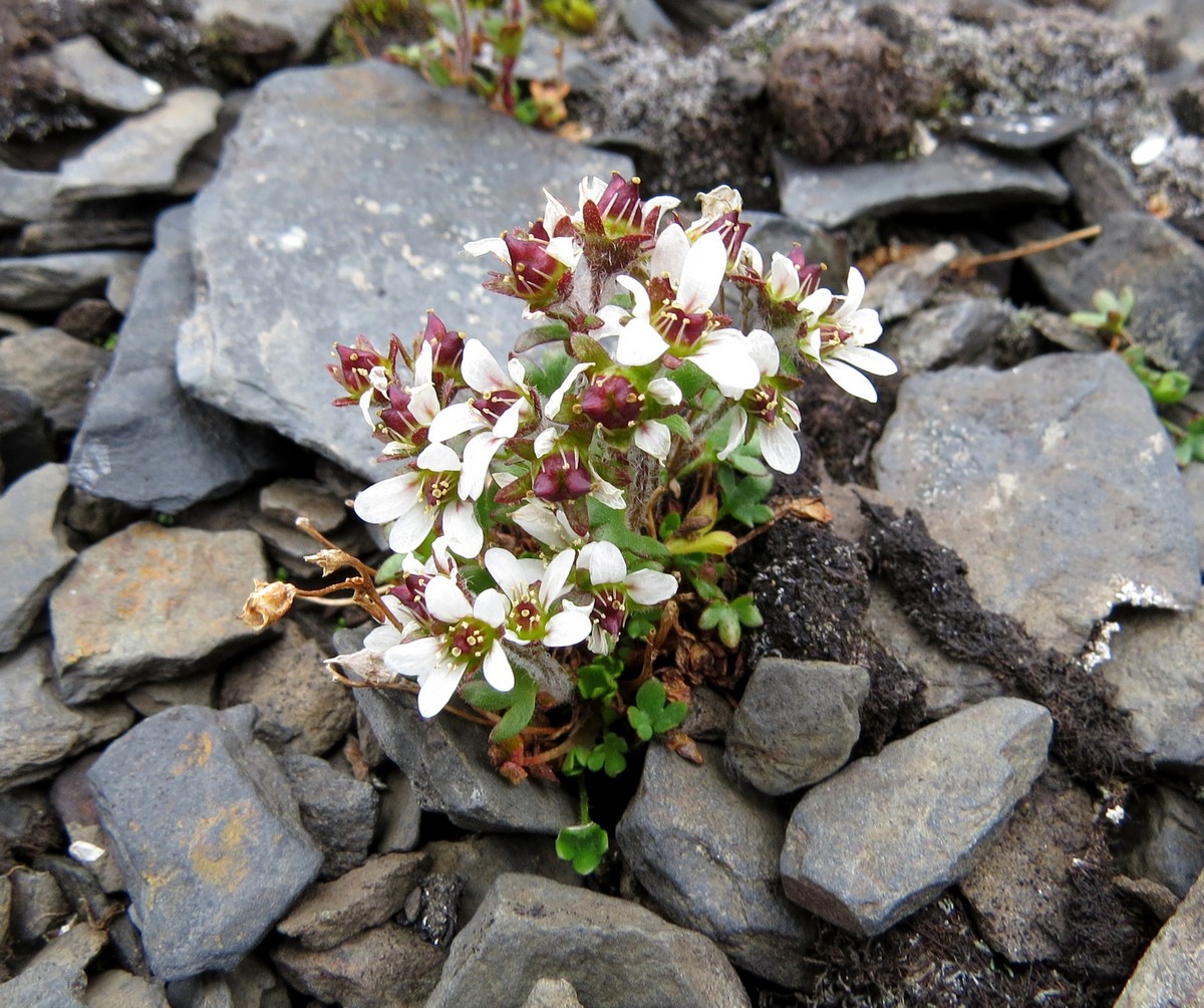 Image of Saxifraga hyperborea specimen.