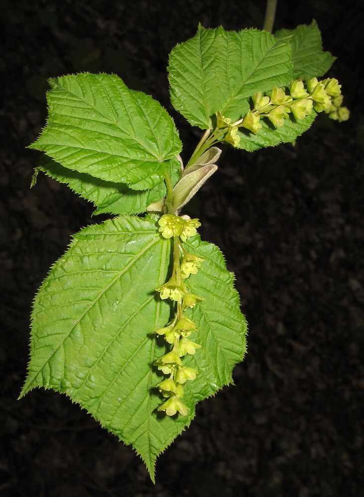 Image of Acer tegmentosum specimen.