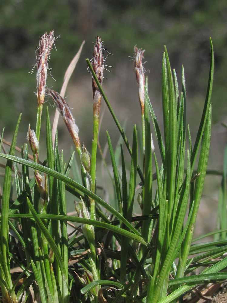 Изображение особи Carex humilis.