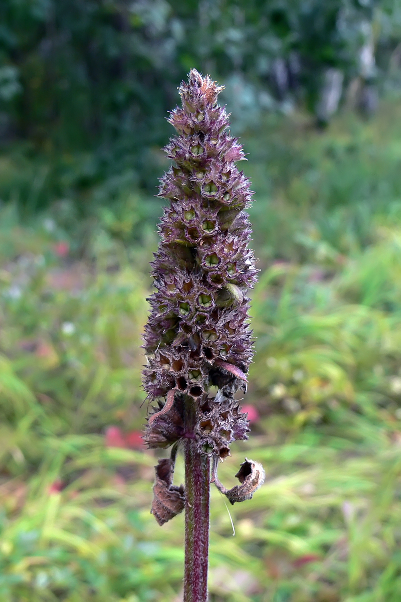 Image of Stachys palustris specimen.
