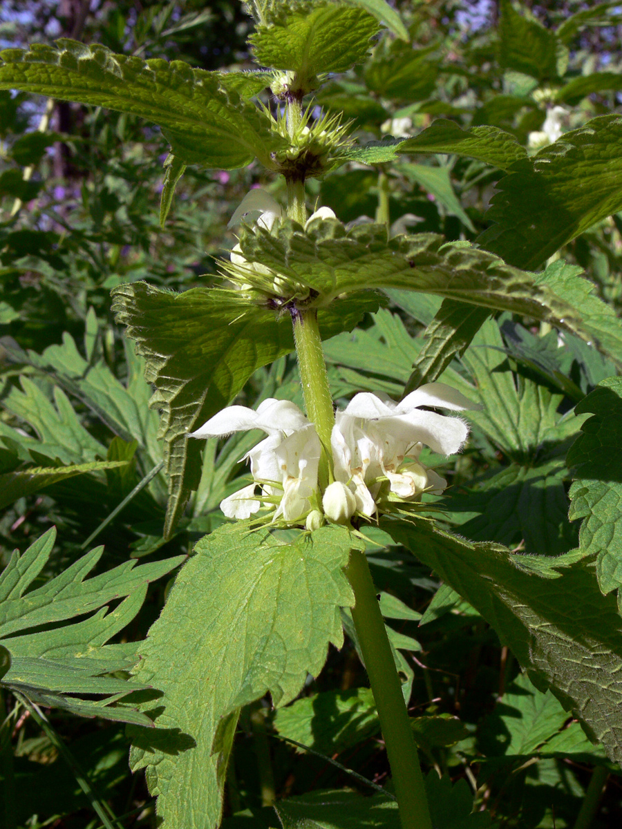 Image of Lamium album specimen.