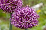 Allium aflatunense