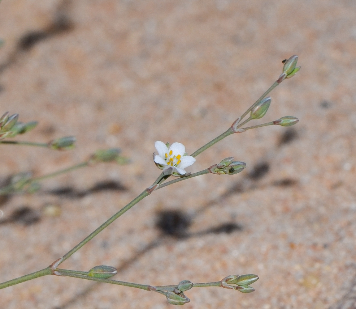 Изображение особи Polycarpaea robbairea.