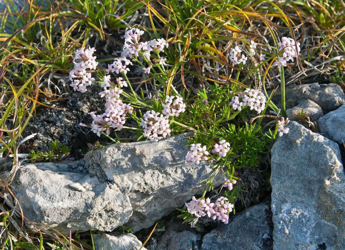 Изображение особи Asperula abchasica.